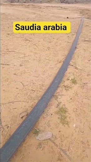 Farming #anilmaurya🌿 Jitoon (Olive) Farming🌱 Olive Cultivation Guide🌳 Jitoon Farming Techniques🫒