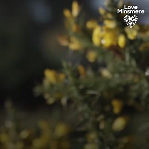 📢RSPB Minsmere is under threat from Sizewell C! 💙 There are thousands of reasons to #LoveMinsmere. Find out what makes this place so magical and why we must protect it👇 💪 Take action now! https://bit.ly/7LoveMinsmere | RSPB