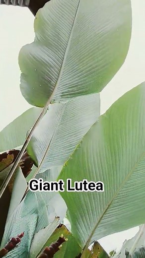 Agleonema Lutea grows huge. Awesome 😎