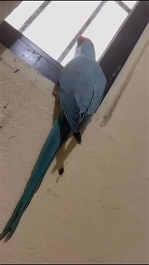 Blue is nosy. #parrotvideo #talkingparrot #parrot | Blue the Parrot