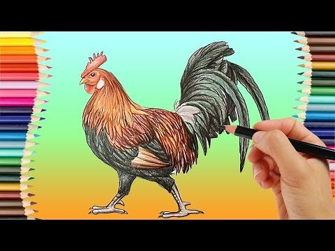 Rooster Drawing Step by Step -Realistic Drawing with Colour Pencils -How to Draw and Shade w/ Pencil