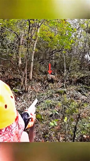 🌲🐗 Huge Wild Boar Emerges from the Forest – Amazing Wildlife Moment #HugeWildBoar #WildBoarEncounter