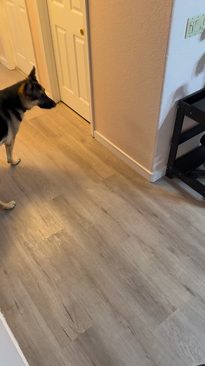 2.8K views · 35 reactions | Max's first review of the Santa doll: 0/10, very scary, must flee immediately. ‍♂️ #FirstTime #SantaFail #Max #HolidayHumor | Max | Facebook