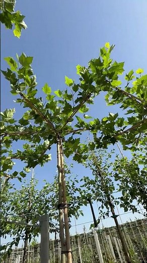 Dachbäume als natürlicher Schattenspender im Garten