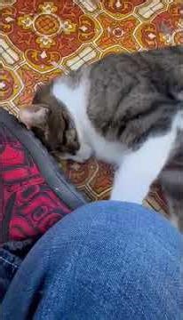 Malcolm #cat #adoptme #adoptdontshop #animals #cute