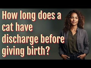 How long does a cat have discharge before giving birth?