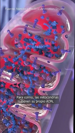 This is what mitochondria are REALLY like 🦠👀