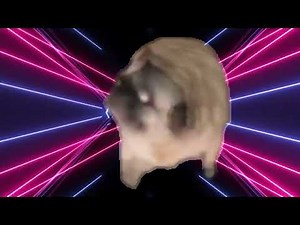 Pug Dance Meme to " I like to move it move it "