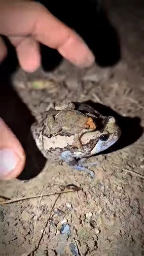 Funny Froggy Moment - Frog Catching Fails: Try Not To Laugh!