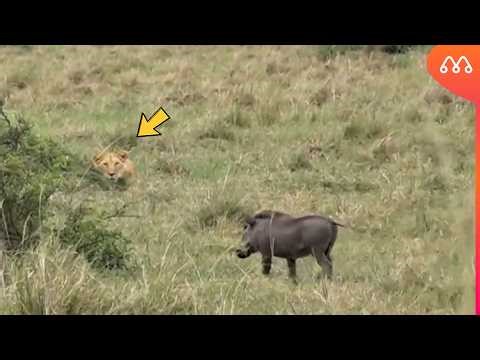 The lioness couldn't believe it when the wild boar did that.