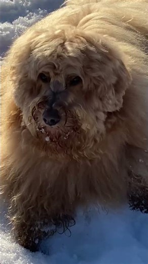 Dogs Who Can Talk Back 🐶 #talkingdog #viralclip