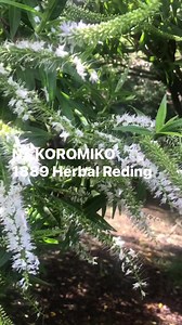 NZ KOROMIKO Herbal Reading from 1889 #foraging #survival #rongoa #traditional #botanical | Prepper Kiwi