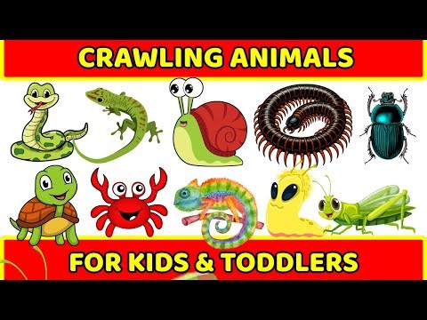 20 Reptiles Name In English | Learn Crawling Animals name and Sounds | Educational Video for Kids 🐍🐢