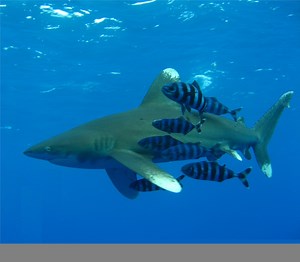 Oceanic Whitetip Shark