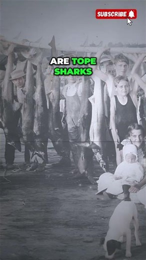 Oceanside Pier History - From 1888 to Today