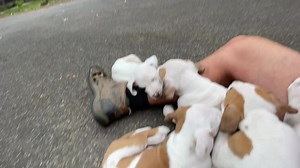 57K views · 8.3K reactions | The Great Dane X Mastiff rescue puppies...