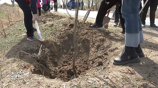 植树造林科学指南：如何选择合适的树种和造林方式？