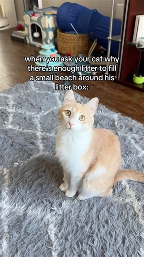 My cat kicks the litter EVERYWHERE!