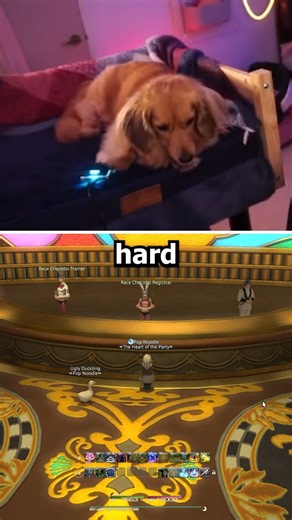 poopernoodle on Instagram: "Pea’s on steering duty 🐶🐥 Chocobo racing in Final Fantasy XIV Online! Link in bio #AD #ffxiv #pea #dachshund #dogsofinstagram #cutedog #dogs"