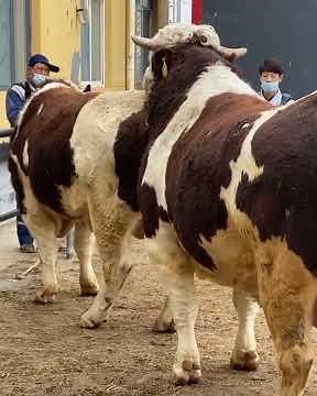 Cattle Breeding | Effective Meet Techniques for Cow and Bull