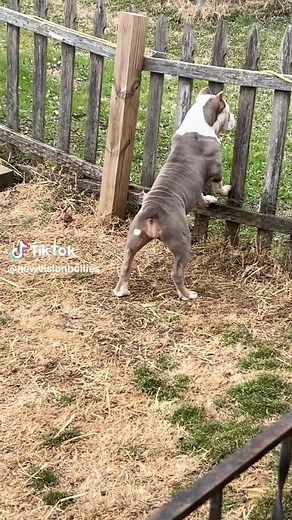 #newvisionbullies #americanbullies #americanbulliesoftiktok❤🐾