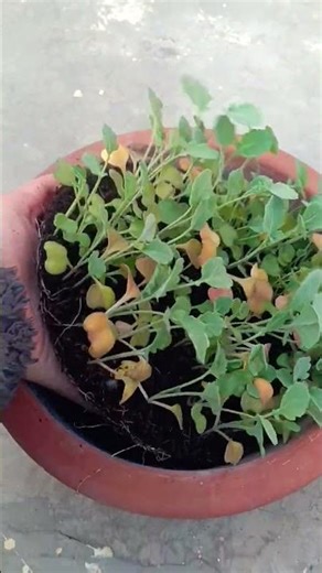 planting# gardening # home garden# cabbage plant growing