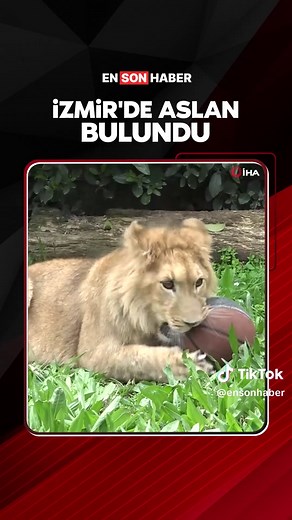 Torbalı'da Kurtarılan Aslan Yavrusu Güvenle Koruma Altında