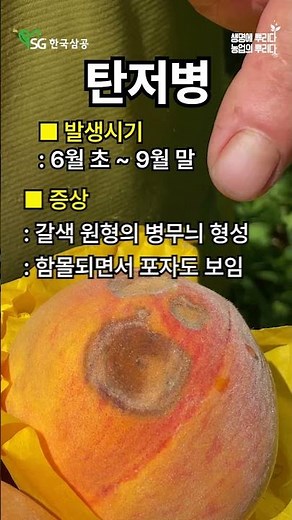 복숭아 병해충 방제 방법