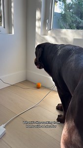 21K views · 1K reactions | What it’s like working from home with a lab 藍 #labrador #labradorvideos #labradorretriever #chocolatelab #labpuppy #puppiesofinstagram #puppylove #labstagrams #talesofalab #talesofalabpuppy #puppylove #labs_of_insta #dogmom #souldog #wfh #needydog #spoileddog | The Lab Woody | Facebook