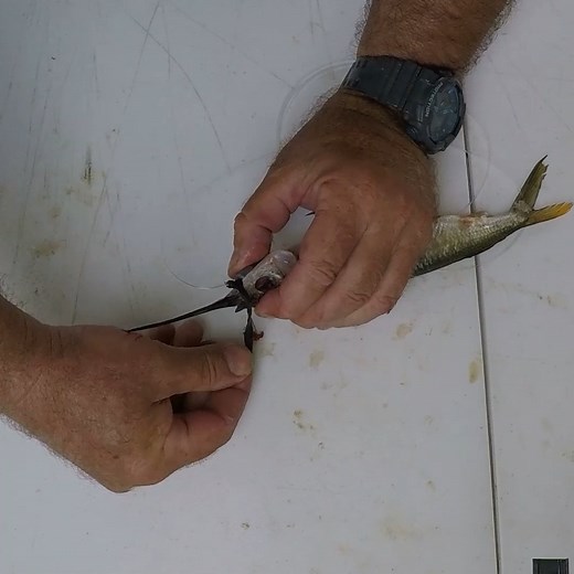 Easiest way to pin rig ballyhoo #fishing #fishinglife #saltwaterfishing #southflorida #bocaraton #ballyhoo | Heath Greenbaum