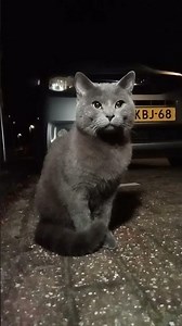 A Cat At Night #026 - Perfect Furr Two | CatsAtNight