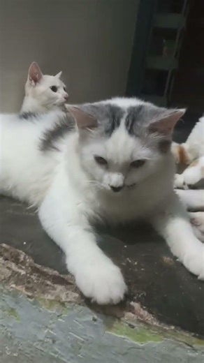 #kucing #shorts #animals #video #shortvideo #