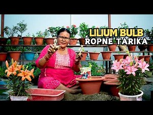 Asiatic Lily Ropne Tarika I Lilium Bulb Planting & Growing Guide