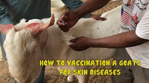 4.3K views · 143 reactions | How To Vaccination a Goats For Skin Diseases | Nagra Farm Like & Subscriber our page Nagra Farm | Nagra Farm | Facebook