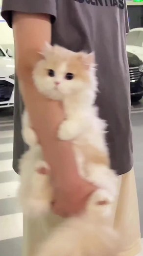 #Meow . . . #catloversclub #cat #cats #catoftheday #catlover #catsagram #catlovers #cat_features #catlady #catlife #catlove #catsgram #cutecat #cutecats #cutest #meow #kittycat #catsclub #kitty #ilovemycat #caturday #thedailykitten #bestmeow #kucing #cats #indonesia #pet #catstagram #kitty #instacat#meow #catlover #catoftheday #catlife #kittens #nekko #cutecat #britishshorthair #petshop #kucingimut #kucinglucu | Meow