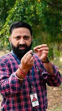 Beyond the Lab: Why Does the Touch-Me-Not Plant Really Fold Up When You Touch It?