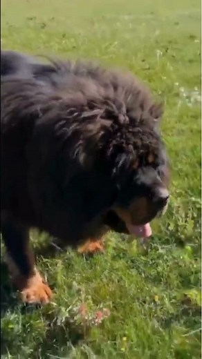 Tibetan Mastiff :The World's Most Powerful Guard Dog |1