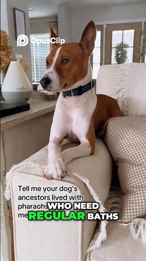 Basenjis: The Dogs That Don’t Bark (And What They Do Instead)