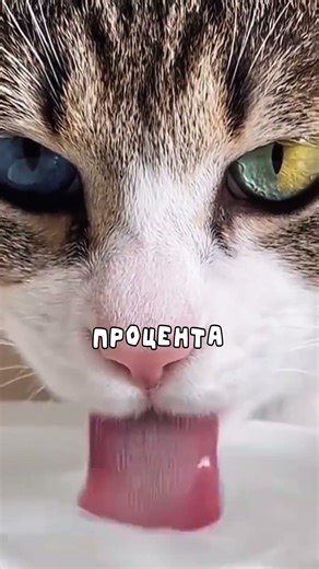 A cat with incredible multi-colored eyes 😍 #cats #animals