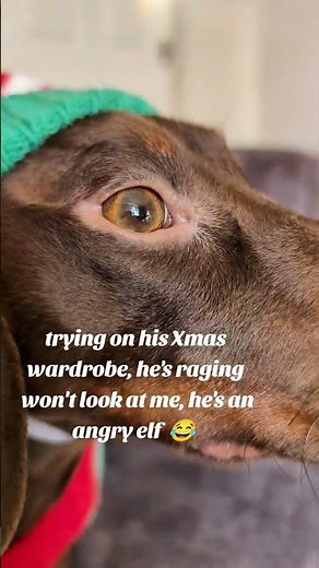 He's an angry elf 😡😯🧑‍🎄🧑‍🎄