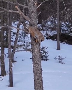 Bobcatting down a tree 🧗🏾‍♀️ The bobcat is a familiar animal, but it is secretive and seldom seen. They range statewide in Colorado. #WildlifeWednesday Learn more about bobcat: https://cpw.info/3uvgvbE 📹: Jaylene Peterson | Colorado Parks and Wildlife