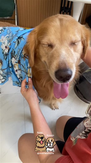 Cute ng dog floral shirt, hindi lang kasya kay Bokki kaya si bunso nalang magsusuot (sizing runs small). 🤭🐾 Bokki: 40kgs. Bossam: 20kgs. #dogclothes #dogshirt #petshirt #petclothes