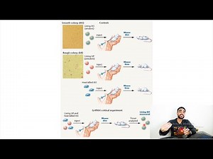 03 | What molecule serves as the transforming principle? | Frederick Griffith Experiment
