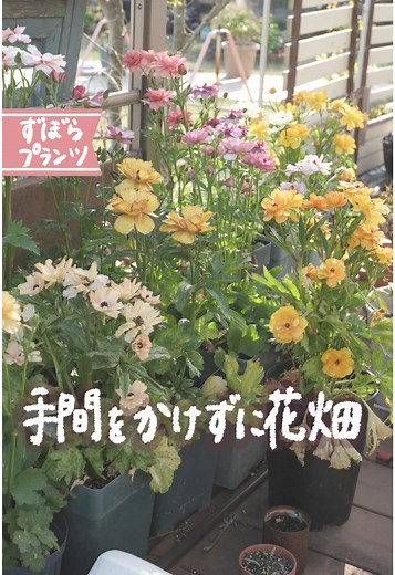 ラナンキュラスラックスの育て方と満開の魅力