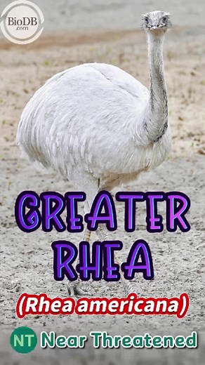 Rhea-Lly Big Eggs: Explore the Great Rhea's Giant Eggs!