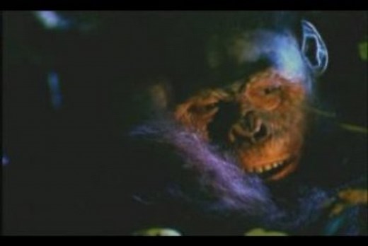 Lucy: Australopithecus Afarensis