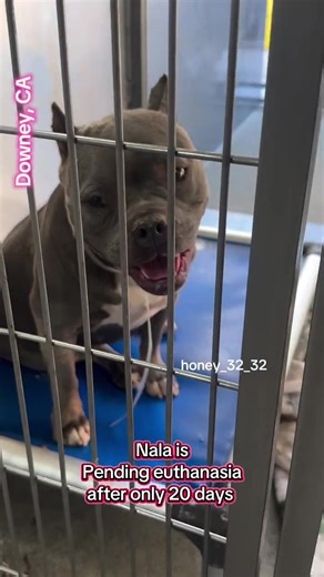 Can be euthanized any moment Please DM ASAP! if you would like to foster, need help with transport or need any info on Nala.. If you are local and can go in person message us and email the shelter DACCDowneyRescue@animalcare.lacounty.gov 🐶 Meet Nala! #A5746336 Nala is a happy, friendly girl who approaches readily with a wiggly body and a relaxed, flexible posture 💕. She has neutral ears, soft, gentle eyes, and a calm mouth with long, loose lips—showing just how comfortable she feels around peo