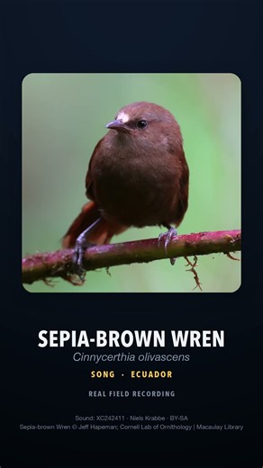 Sepia-brown Wren song — real bird sound recording