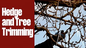 We encourage property owners to trim back boundary hedges and trees if they are encroaching on public spaces. Responsibility for maintaining roadside trees and hedges rests with property and landowners, rather than the Council. However, there are legal exceptions during the nesting season (1 March - 31 August) to protect wildlife. We urge property owners to refrain from cutting back trees and hedges during this period unless necessary for road and pedestrian safety. Exceptions include overhangin