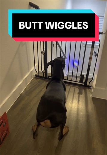 Doberman Butt Wiggles: The Cutest Moments